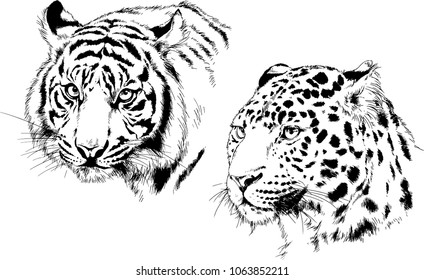 vector drawings sketches different predator , tigers lions cheetahs and leopards are drawn in ink by hand , objects with no background
