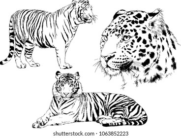 vector drawings sketches different predator , tigers lions cheetahs and leopards are drawn in ink by hand , objects with no background
