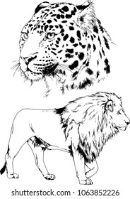 vector drawings sketches different predator , tigers lions cheetahs and leopards are drawn in ink by hand , objects with no background
