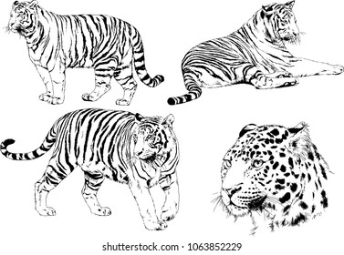 vector drawings sketches different predator , tigers lions cheetahs and leopards are drawn in ink by hand , objects with no background

