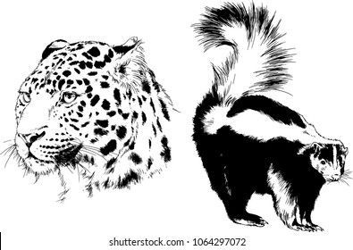 vector drawings sketches different predator , tigers lions cheetahs and leopards are drawn in ink by hand , objects with no background
