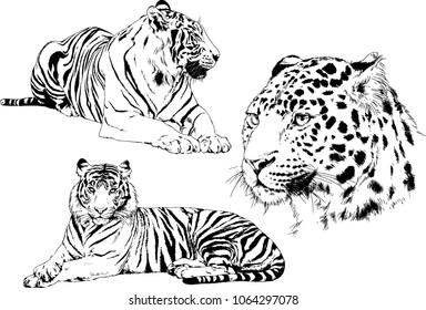 vector drawings sketches different predator , tigers lions cheetahs and leopards are drawn in ink by hand , objects with no background
