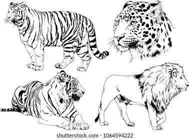 vector drawings sketches different predator , tigers lions cheetahs and leopards are drawn in ink by hand , objects with no background
