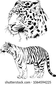 vector drawings sketches different predator , tigers lions cheetahs and leopards are drawn in ink by hand , objects with no background
