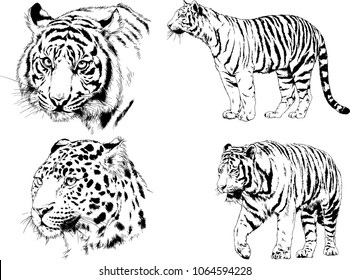 vector drawings sketches different predator , tigers lions cheetahs and leopards are drawn in ink by hand , objects with no background
