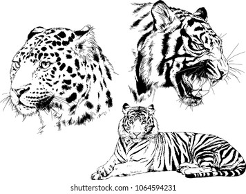 vector drawings sketches different predator , tigers lions cheetahs and leopards are drawn in ink by hand , objects with no background
