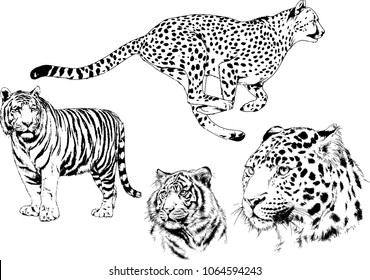 vector drawings sketches different predator , tigers lions cheetahs and leopards are drawn in ink by hand , objects with no background
