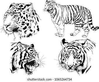 vector drawings sketches different predator , tigers lions cheetahs and leopards are drawn in ink by hand , objects with no background
