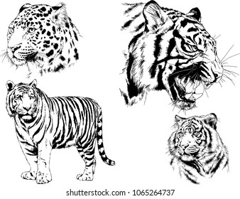 vector drawings sketches different predator , tigers lions cheetahs and leopards are drawn in ink by hand , objects with no background
