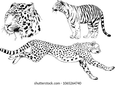 Vector Set Black Silhouette Wild Animals Stock Vector (Royalty Free ...