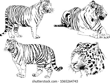 Vector Drawings Sketches Different Predator Tigers Stock Vector ...