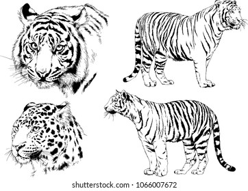 vector drawings sketches different predator , tigers lions cheetahs and leopards are drawn in ink by hand , objects with no background
