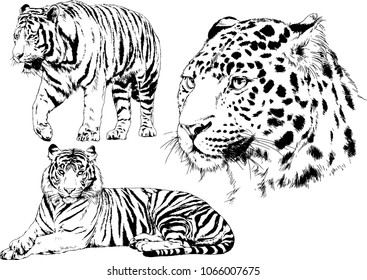 vector drawings sketches different predator , tigers lions cheetahs and leopards are drawn in ink by hand , objects with no background
