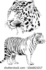 vector drawings sketches different predator , tigers lions cheetahs and leopards are drawn in ink by hand , objects with no background
