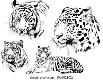 vector drawings sketches different predator , tigers lions cheetahs and leopards are drawn in ink by hand , objects with no background
