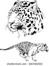 vector drawings sketches different predator , tigers lions cheetahs and leopards are drawn in ink by hand , objects with no background
