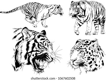 vector drawings sketches different predator , tigers lions cheetahs and leopards are drawn in ink by hand , objects with no background
