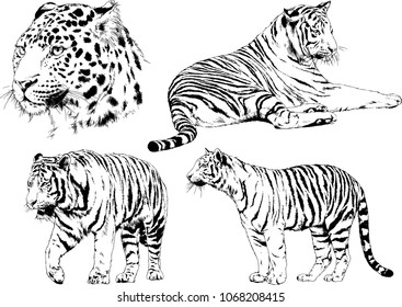 vector drawings sketches different predator , tigers lions cheetahs and leopards are drawn in ink by hand , objects with no background
