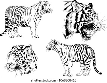 vector drawings sketches different predator , tigers lions cheetahs and leopards are drawn in ink by hand , objects with no background
