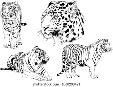 vector drawings sketches different predator , tigers lions cheetahs and leopards are drawn in ink by hand , objects with no background
