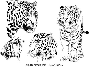 vector drawings sketches different predator , tigers and leopards are drawn in ink by hand , objects with no background
