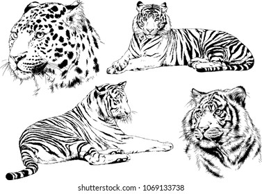 vector drawings sketches different predator , tigers and leopards are drawn in ink by hand , objects with no background
