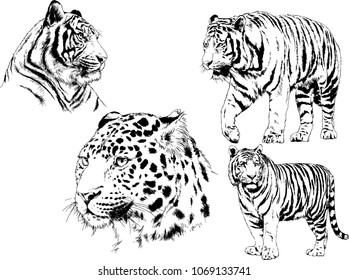 vector drawings sketches different predator , tigers are drawn in ink by hand , objects with no background
