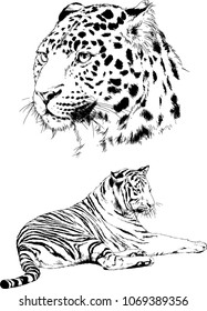 vector drawings sketches different predator , tigers lions cheetahs and leopards are drawn in ink by hand , objects with no background
