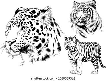 vector drawings sketches different predator , tigers lions cheetahs and leopards are drawn in ink by hand , objects with no background
