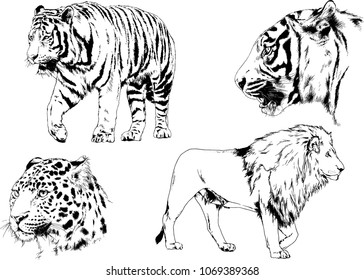 vector drawings sketches different predator , tigers lions cheetahs and leopards are drawn in ink by hand , objects with no background
