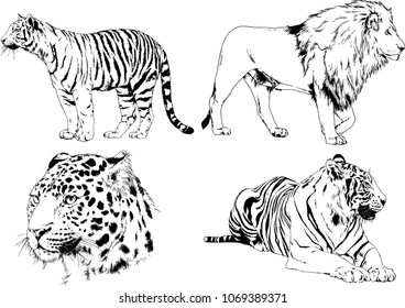 vector drawings sketches different predator , tigers lions cheetahs and leopards are drawn in ink by hand , objects with no background
