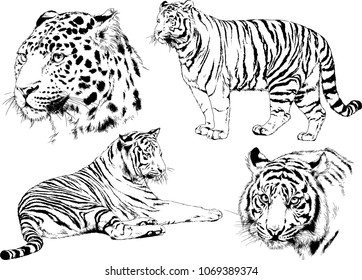 vector drawings sketches different predator , tigers lions cheetahs and leopards are drawn in ink by hand , objects with no background

