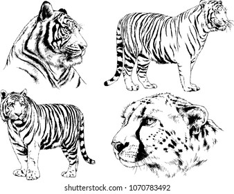vector drawings sketches different predator , tigers lions cheetahs and leopards are drawn in ink by hand , objects with no background
