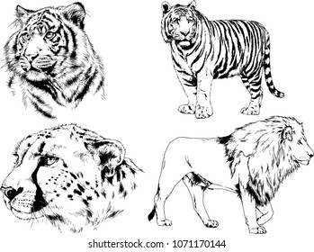 vector drawings sketches different predator , tigers lions cheetahs and leopards are drawn in ink by hand , objects with no background
