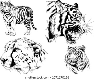 vector drawings sketches different predator , tigers lions cheetahs and leopards are drawn in ink by hand , objects with no background
