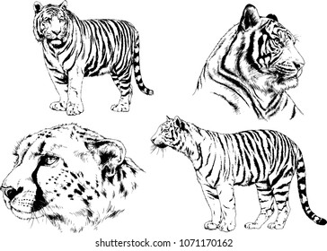 vector drawings sketches different predator , tigers lions cheetahs and leopards are drawn in ink by hand , objects with no background
