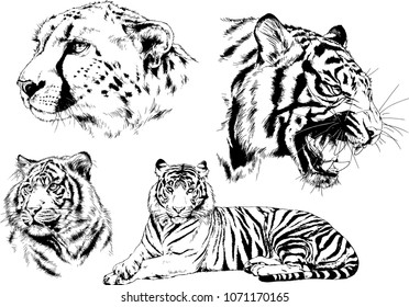 vector drawings sketches different predator , tigers lions cheetahs and leopards are drawn in ink by hand , objects with no background
