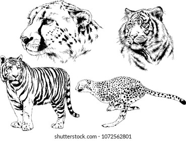 vector drawings sketches different predator , tigers lions cheetahs and leopards are drawn in ink by hand , objects with no background
