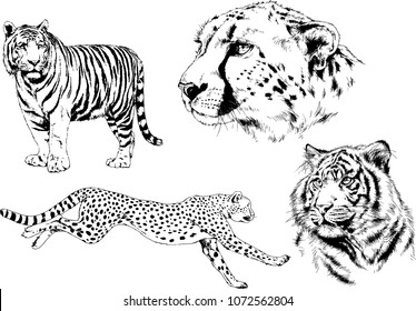 vector drawings sketches different predator , tigers lions cheetahs and leopards are drawn in ink by hand , objects with no background
