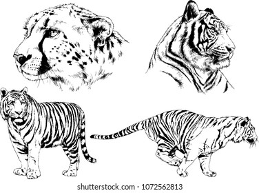 vector drawings sketches different predator , tigers lions cheetahs and leopards are drawn in ink by hand , objects with no background
