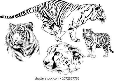 vector drawings sketches different predator , tigers cheetahs and leopards are drawn in ink by hand , objects with no background

