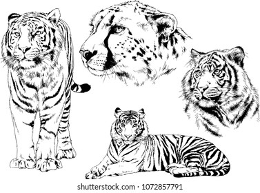 vector drawings sketches different predator , tigers lions cheetahs and leopards are drawn in ink by hand , objects with no background
