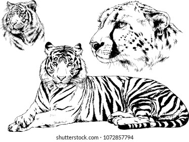 vector drawings sketches different predator , tigers lions cheetahs and leopards are drawn in ink by hand , objects with no background
