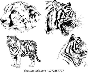 vector drawings sketches different predator , tigers cheetahs and leopards are drawn in ink by hand , objects with no background
