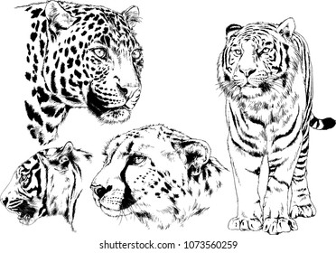 vector drawings sketches different predator , tigers lions cheetahs and leopards are drawn in ink by hand , objects with no background
