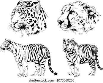 vector drawings sketches different predator , tigers lions cheetahs and leopards are drawn in ink by hand , objects with no background

