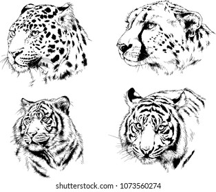 vector drawings sketches different predator , tigers lions cheetahs and leopards are drawn in ink by hand , objects with no background
