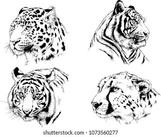 vector drawings sketches different predator , tigers lions cheetahs and leopards are drawn in ink by hand , objects with no background
