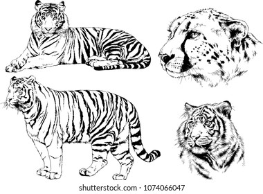 vector drawings sketches different predator , tigers lions cheetahs and leopards are drawn in ink by hand , objects with no background
