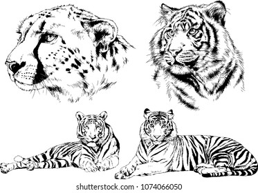 vector drawings sketches different predator , tigers lions cheetahs and leopards are drawn in ink by hand , objects with no background
